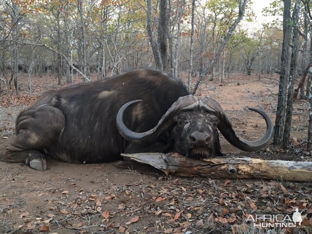 Buffalo Hunt