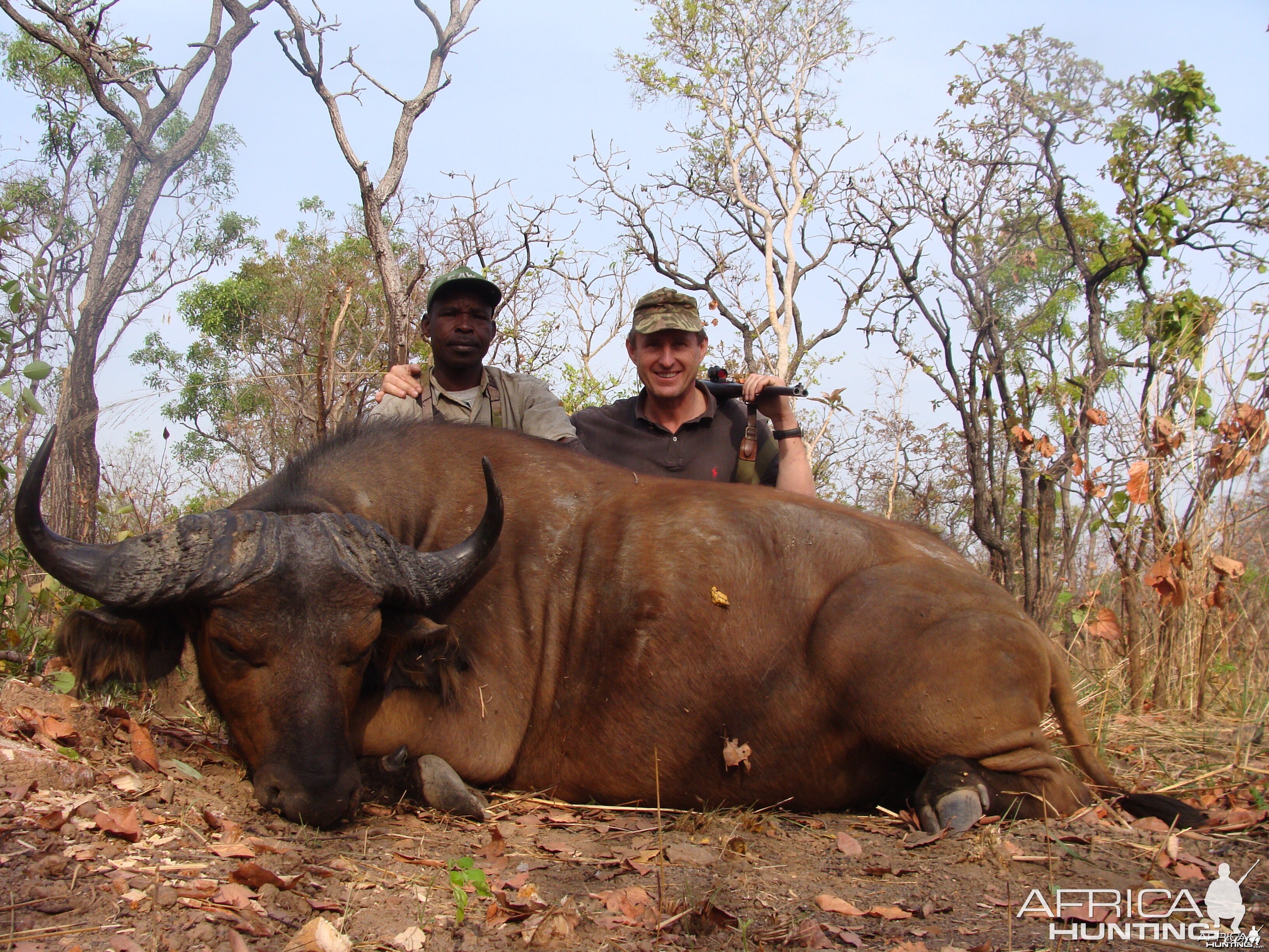 Buffalo hunted in Central African Republic with CAWA