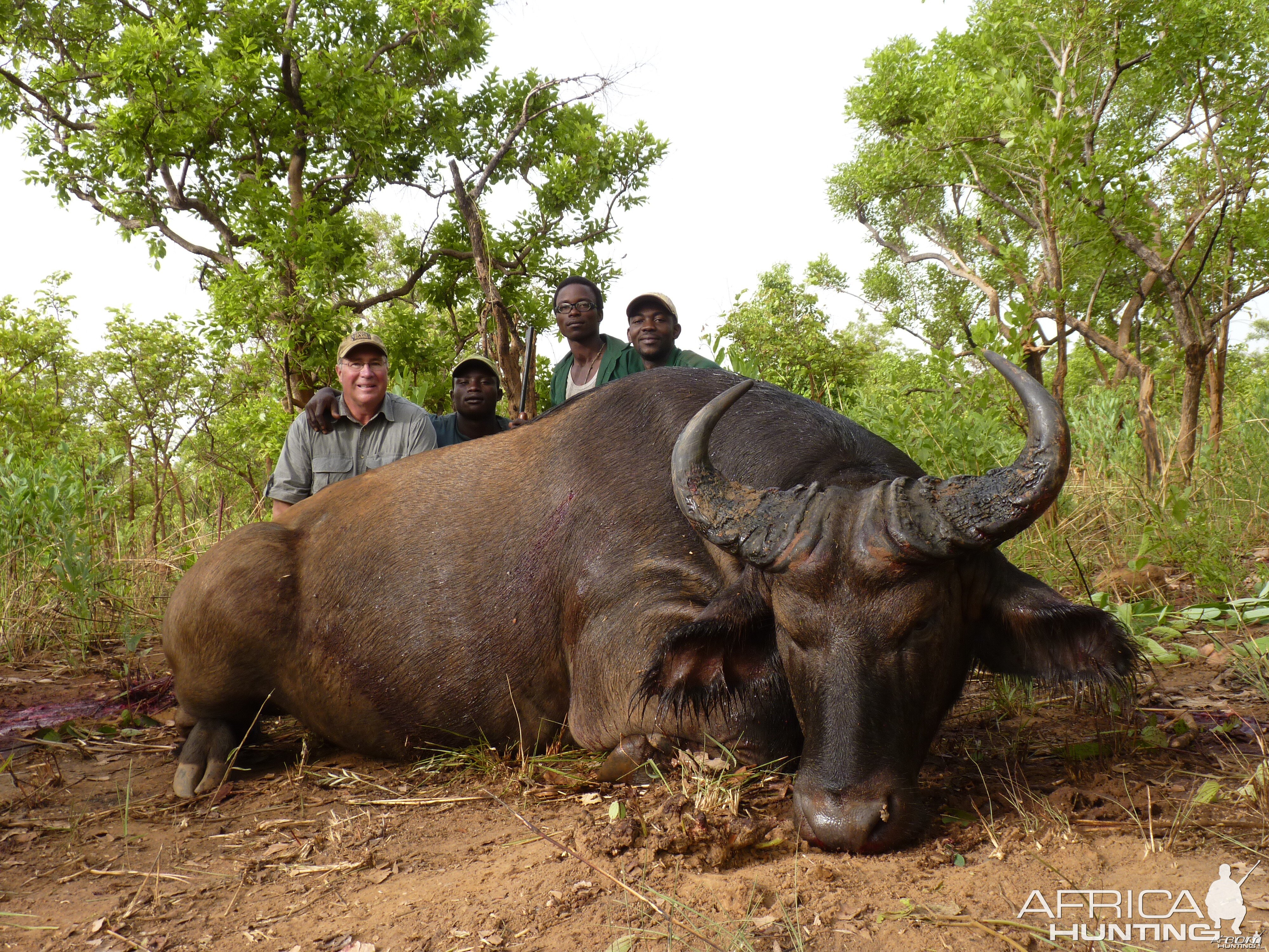 Buffalo hunted in Central African Republic with CAWA