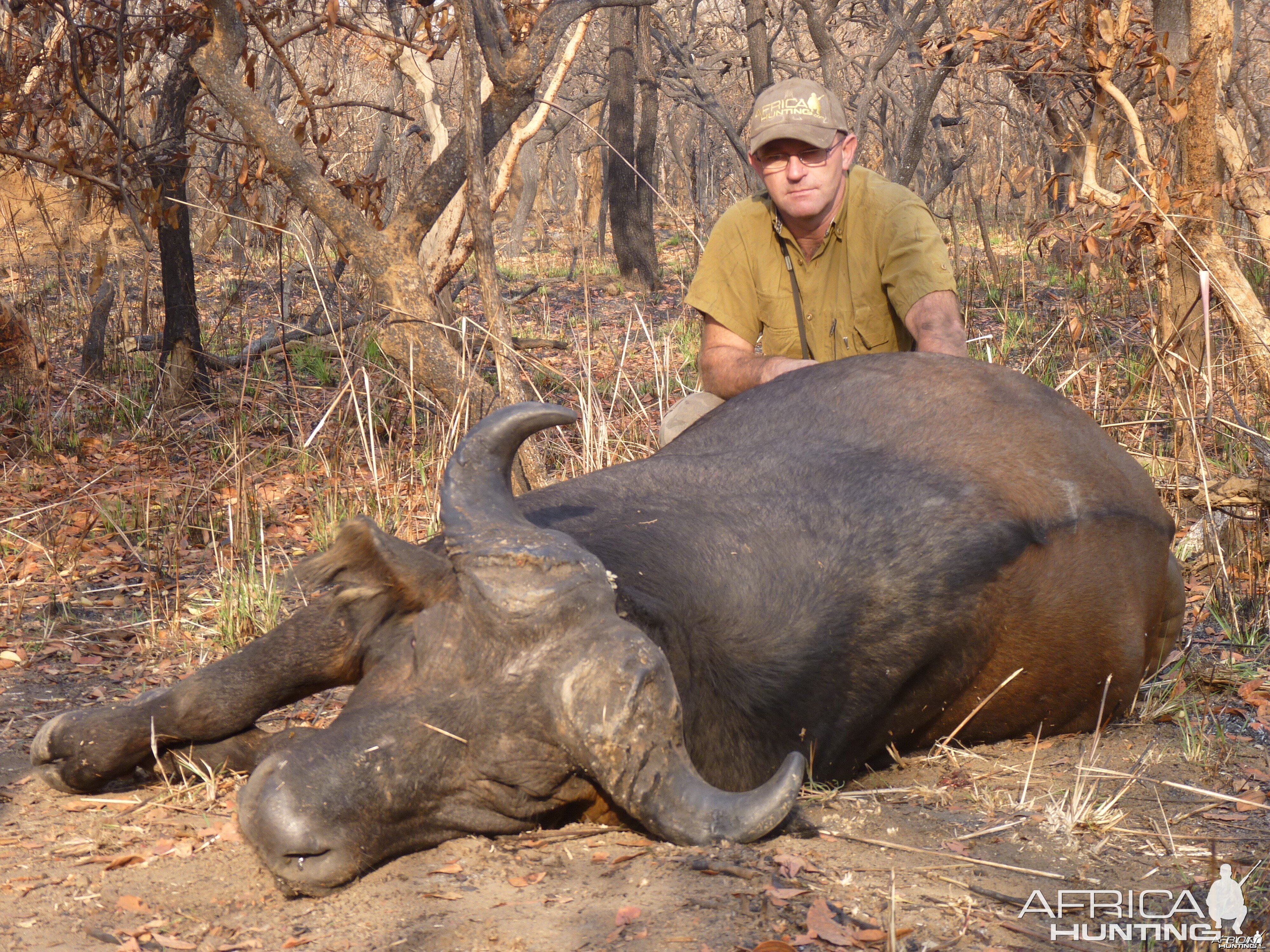 Buffalo hunted in Central African Republic