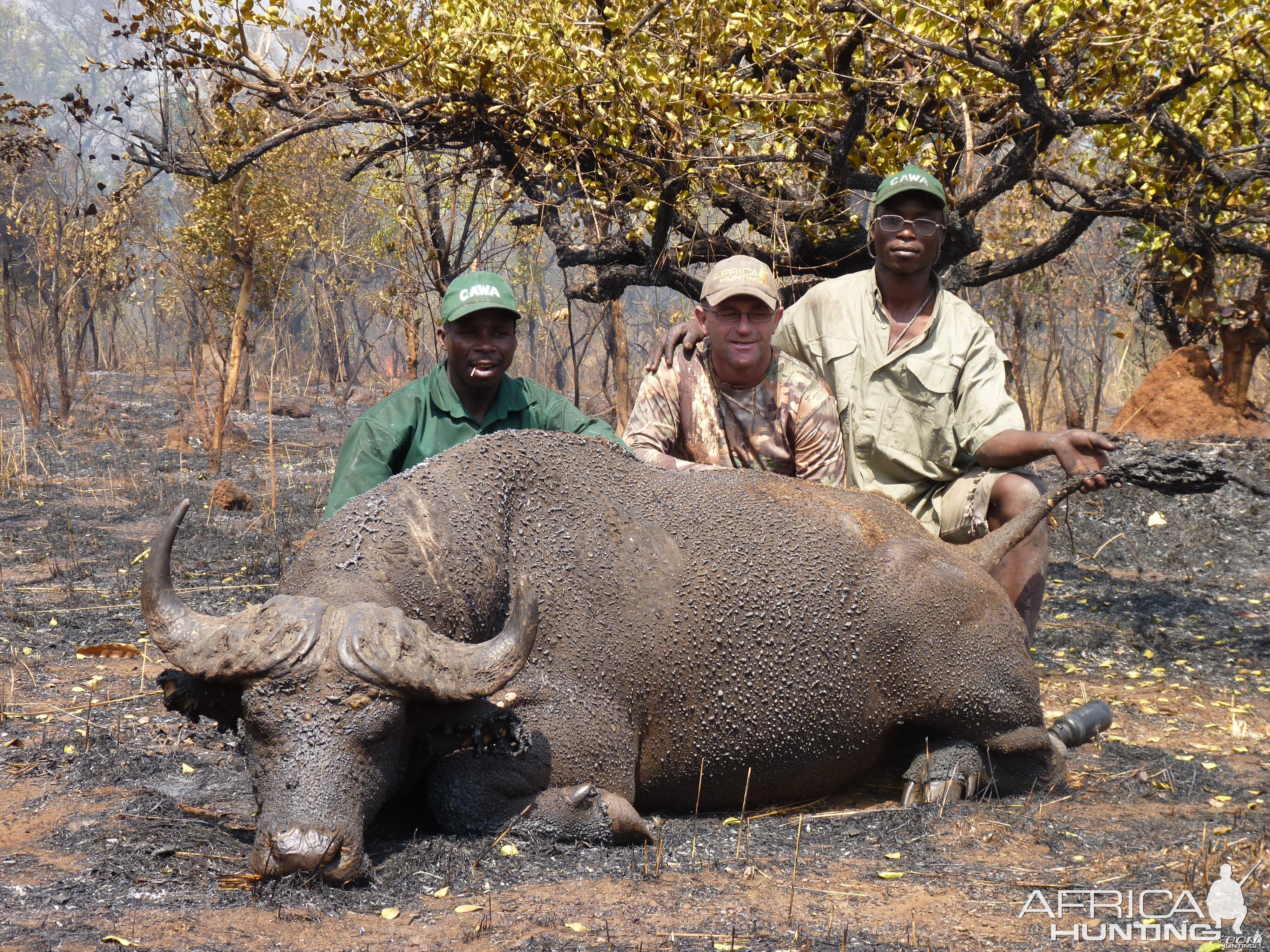 Buffalo hunted in Central African Republic