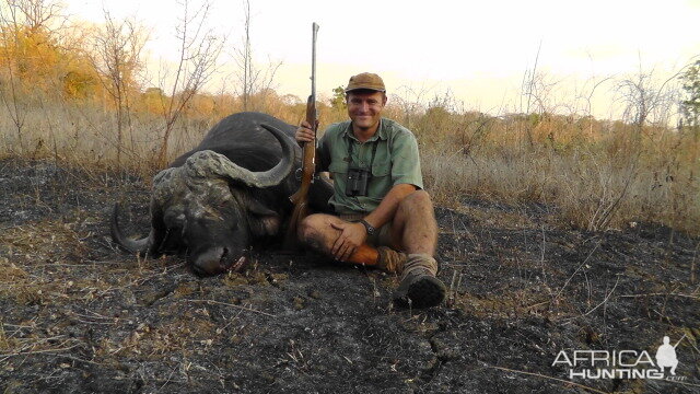 Buffalo hunted in the Niassa Reserve