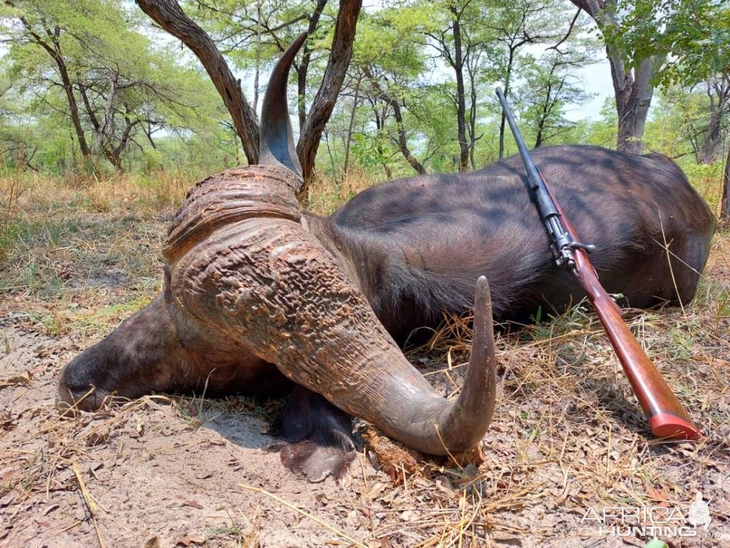 Buffalo Hunting Bwabwata West Namibia