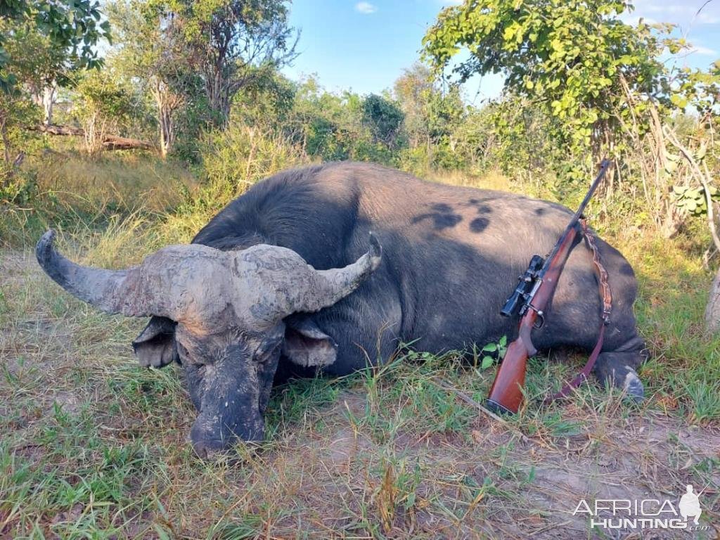 Buffalo Hunting Bwabwata West Namibia