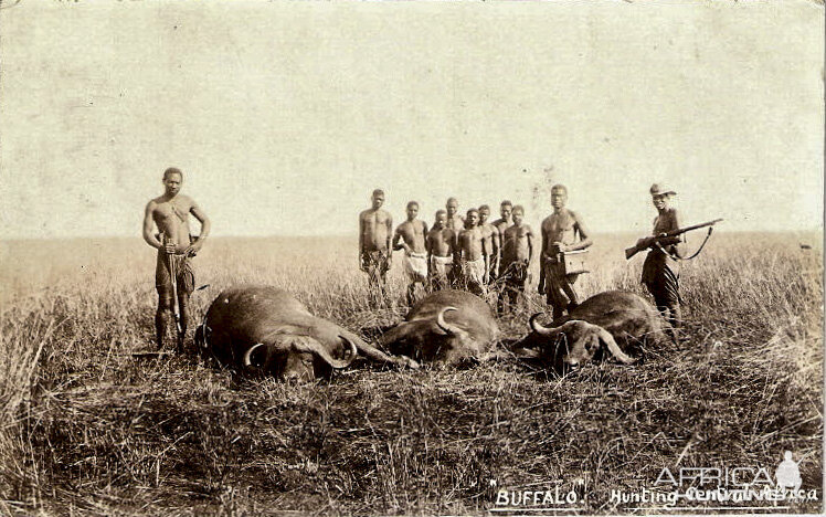 Buffalo hunting in Central Africa