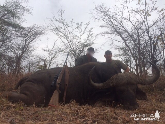 Buffalo Hunting in Zimbabwe | AfricaHunting.com