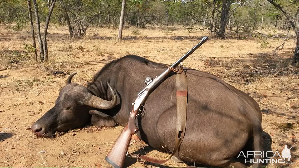 Buffalo Hunting Limpopo South Africa