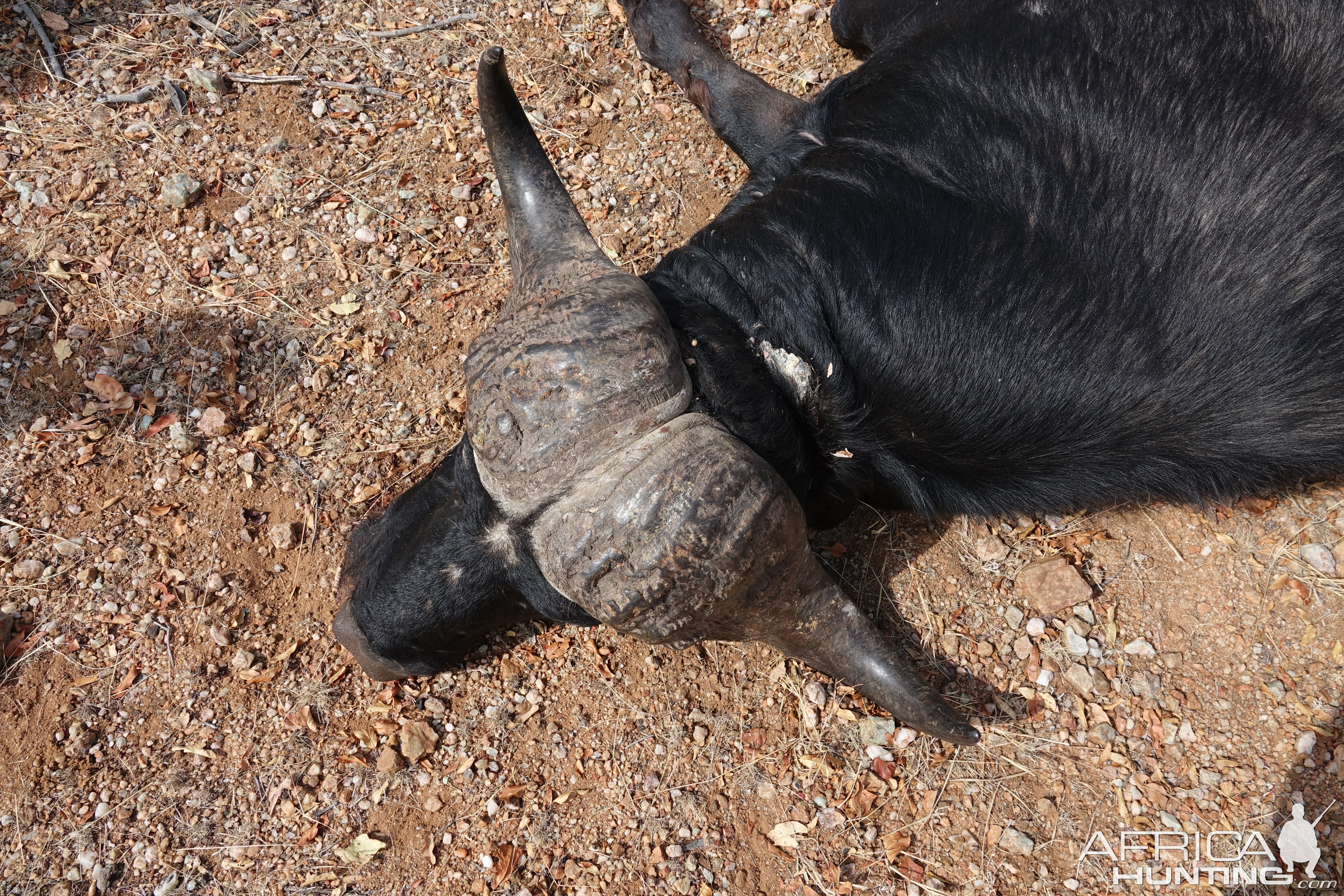 Buffalo Hunting Limpopo South Africa