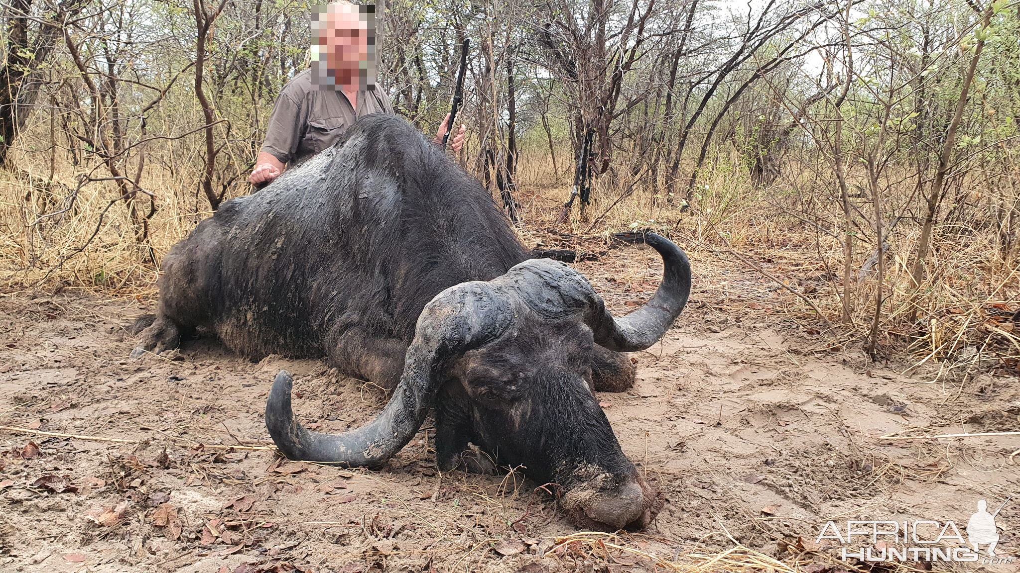 Buffalo Hunting Namibia