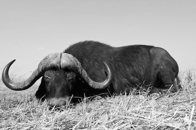 Buffalo Hunting Namibia