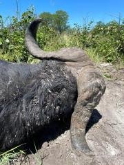 Buffalo Hunting Namibia