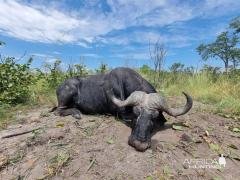 Buffalo Hunting Namibia