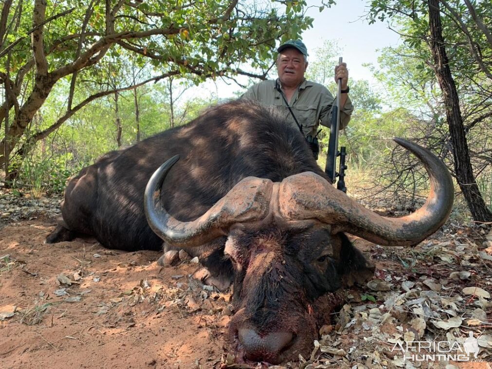 Buffalo Hunting Namibia