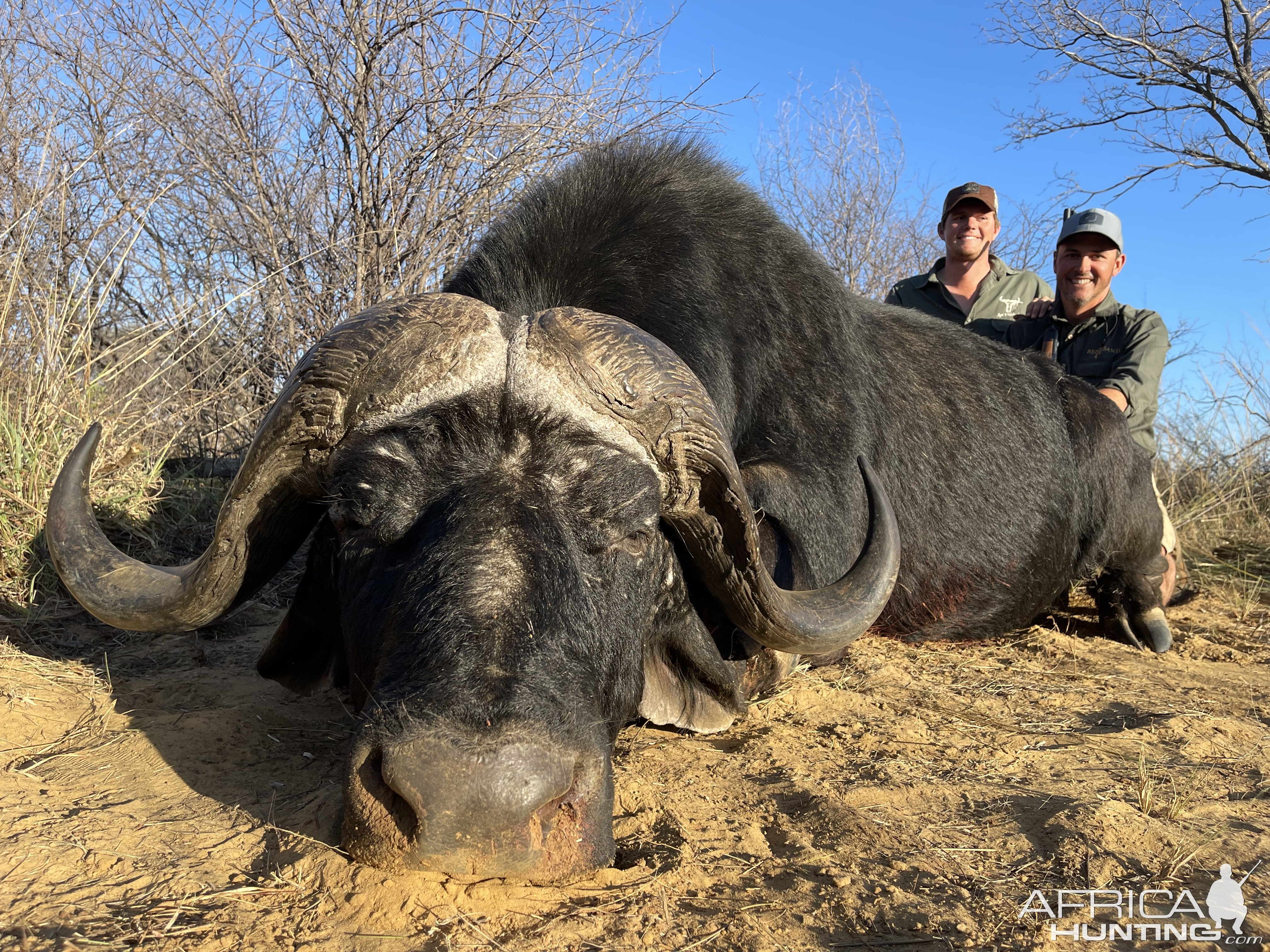 Buffalo Hunting North West Province South Africa