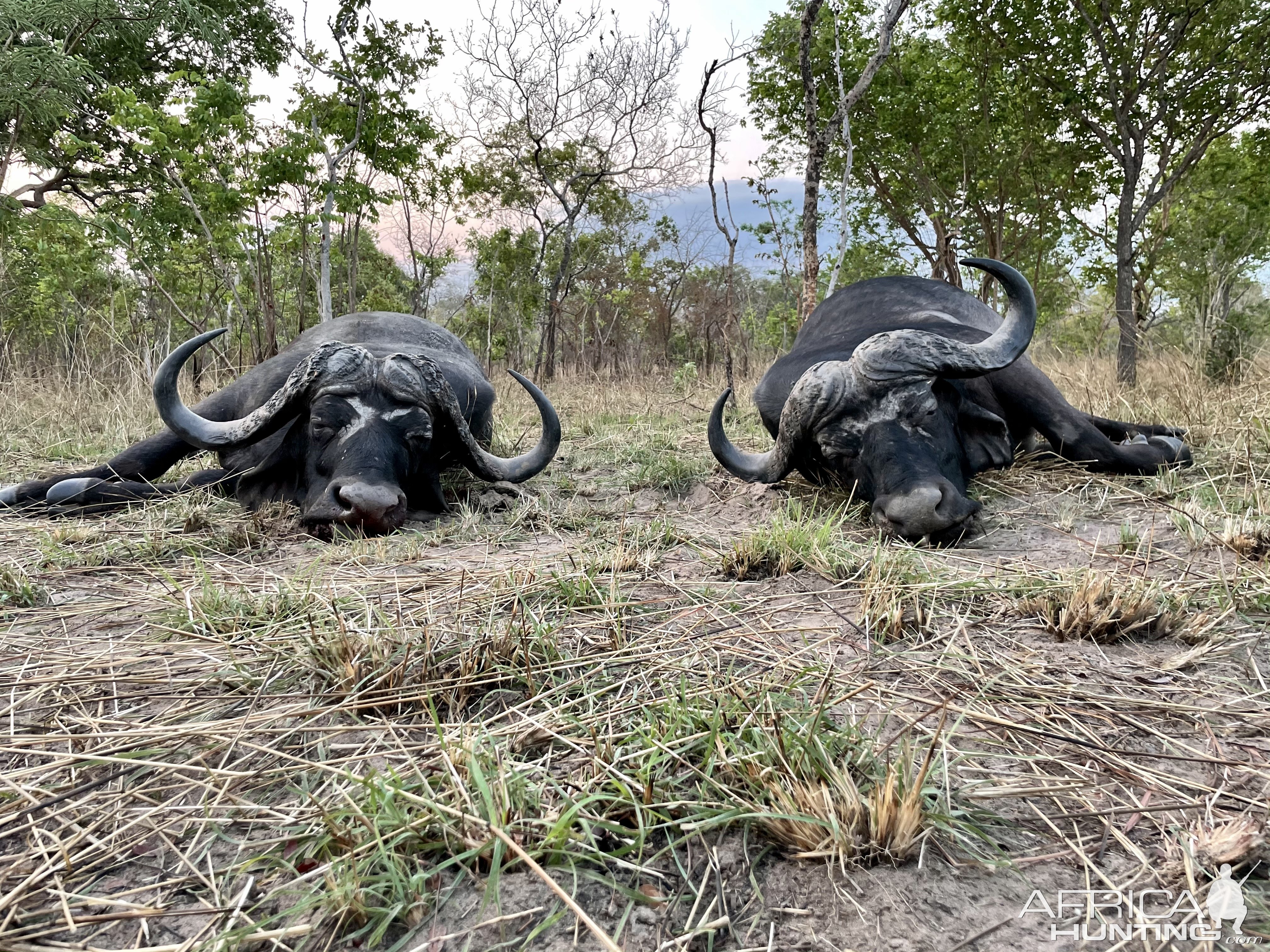 Buffalo Hunting Selous Game Reserve Tanzania