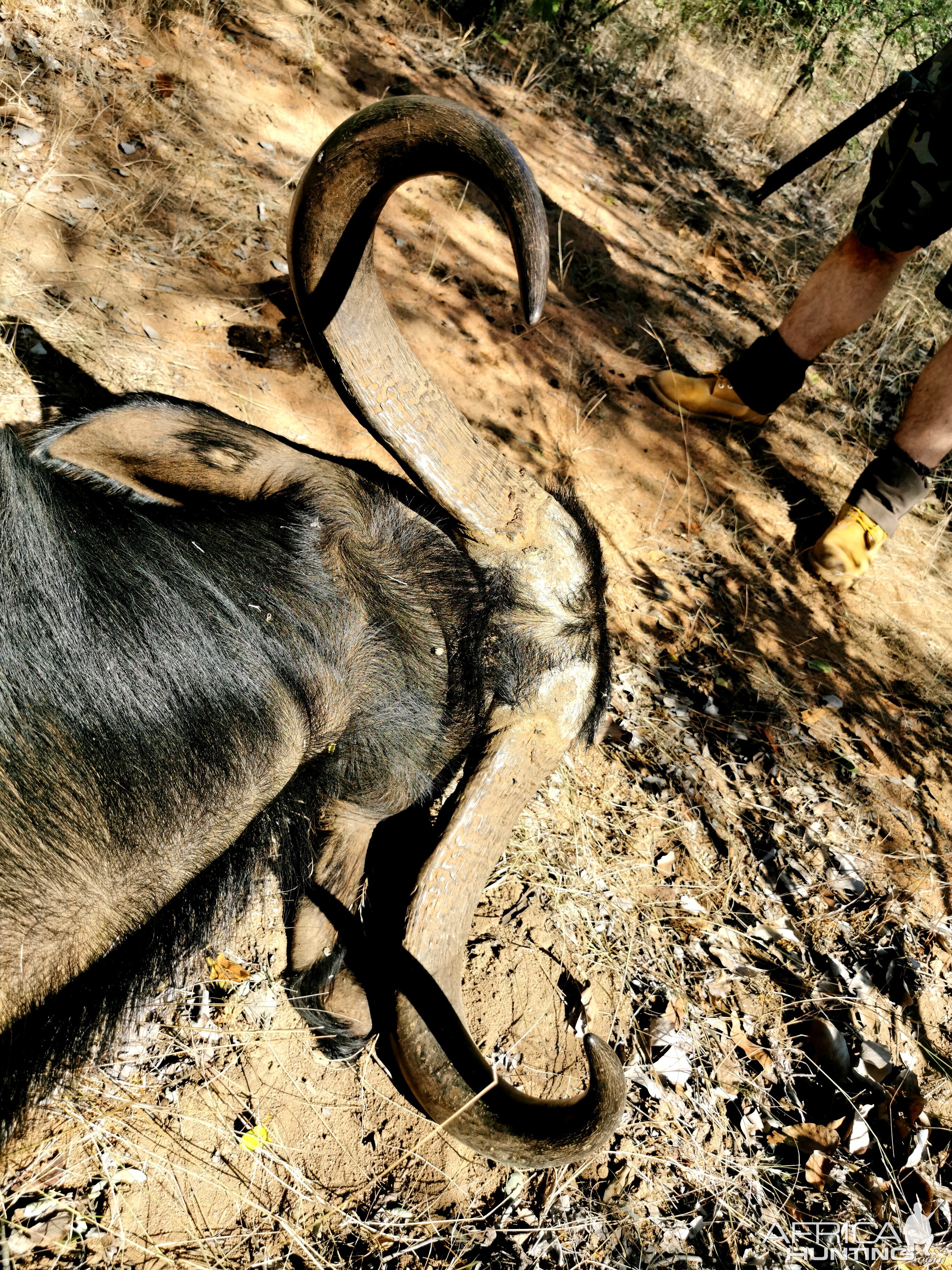 Buffalo Hunting South Africa