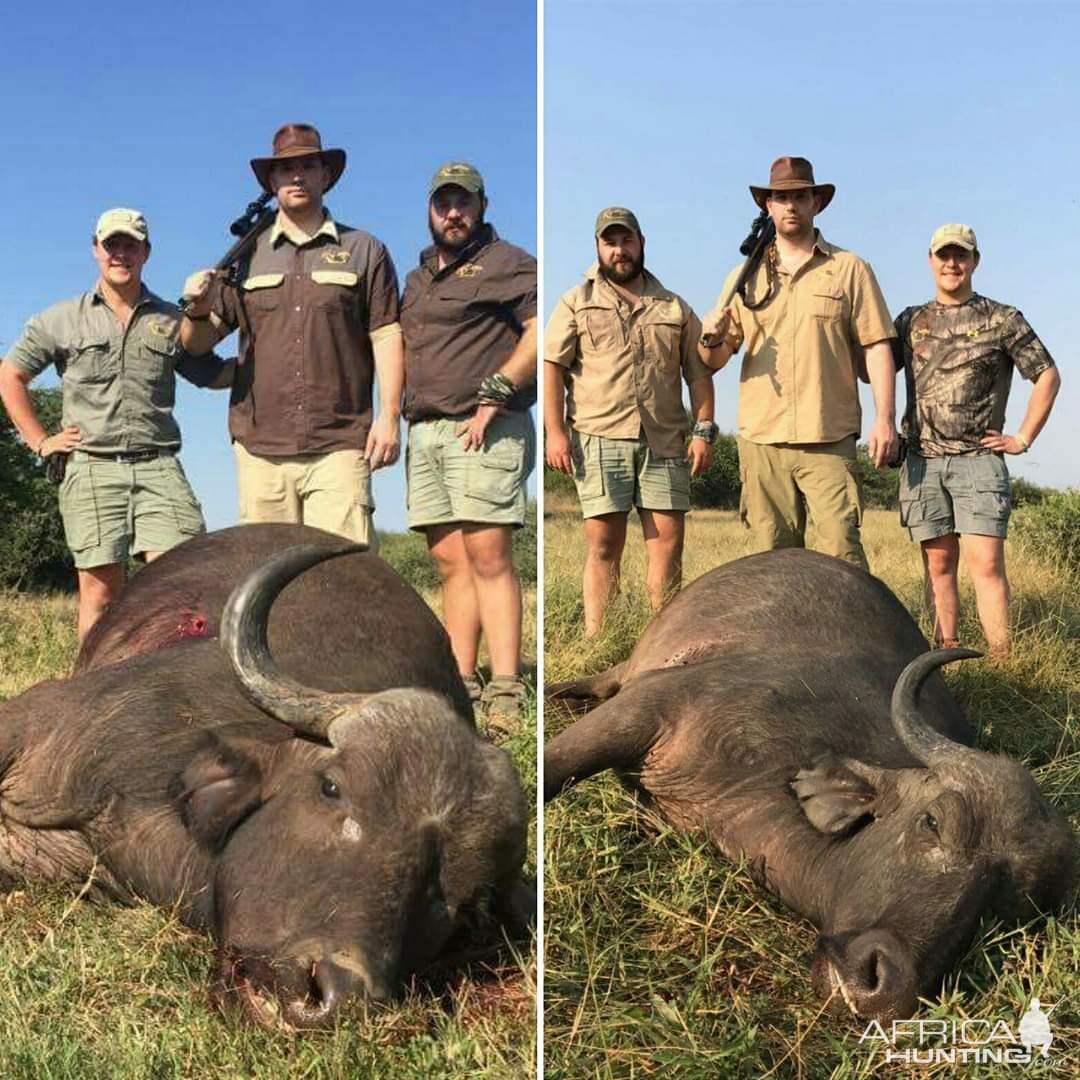 Buffalo Hunting South Africa