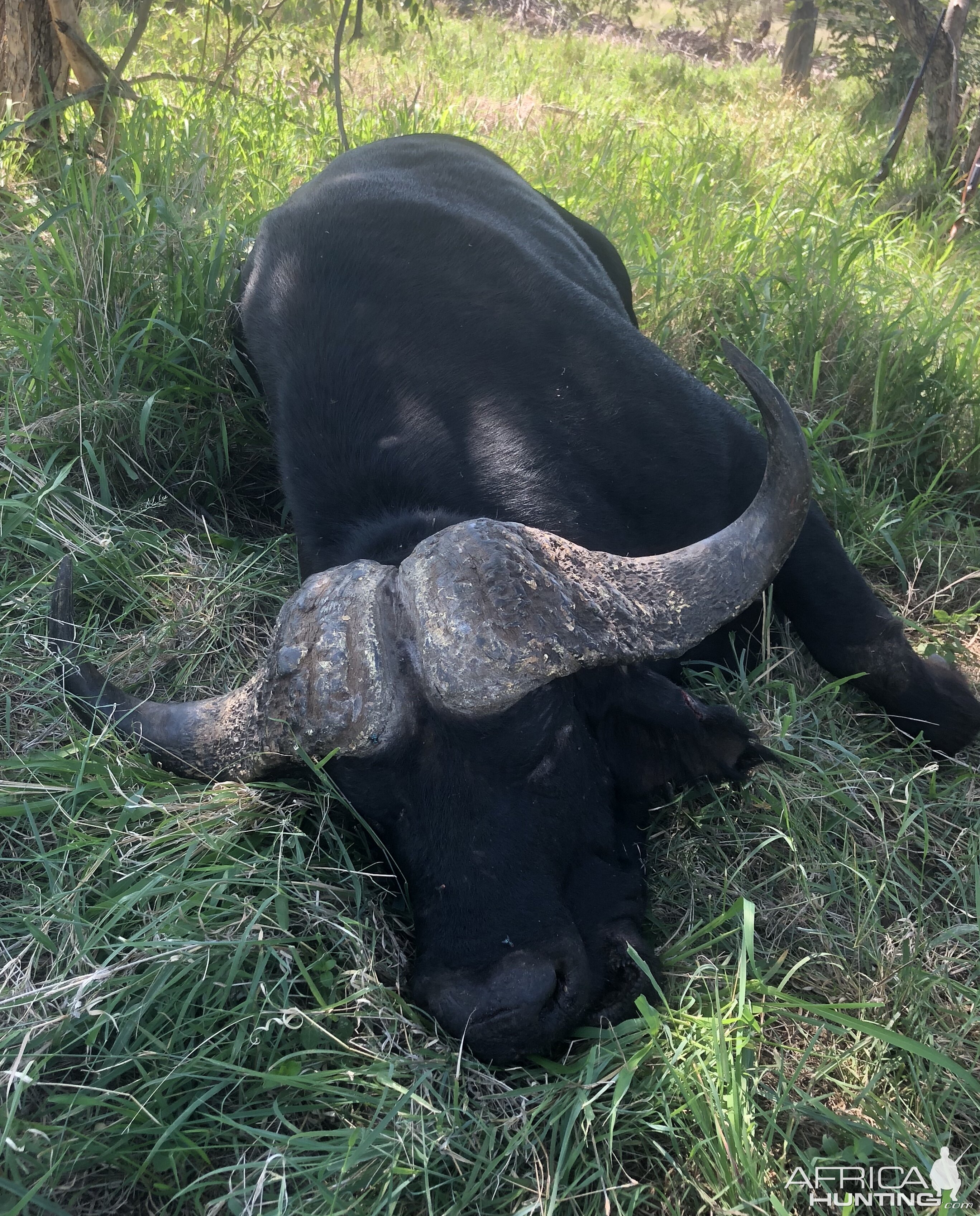 Buffalo Hunting South Africa