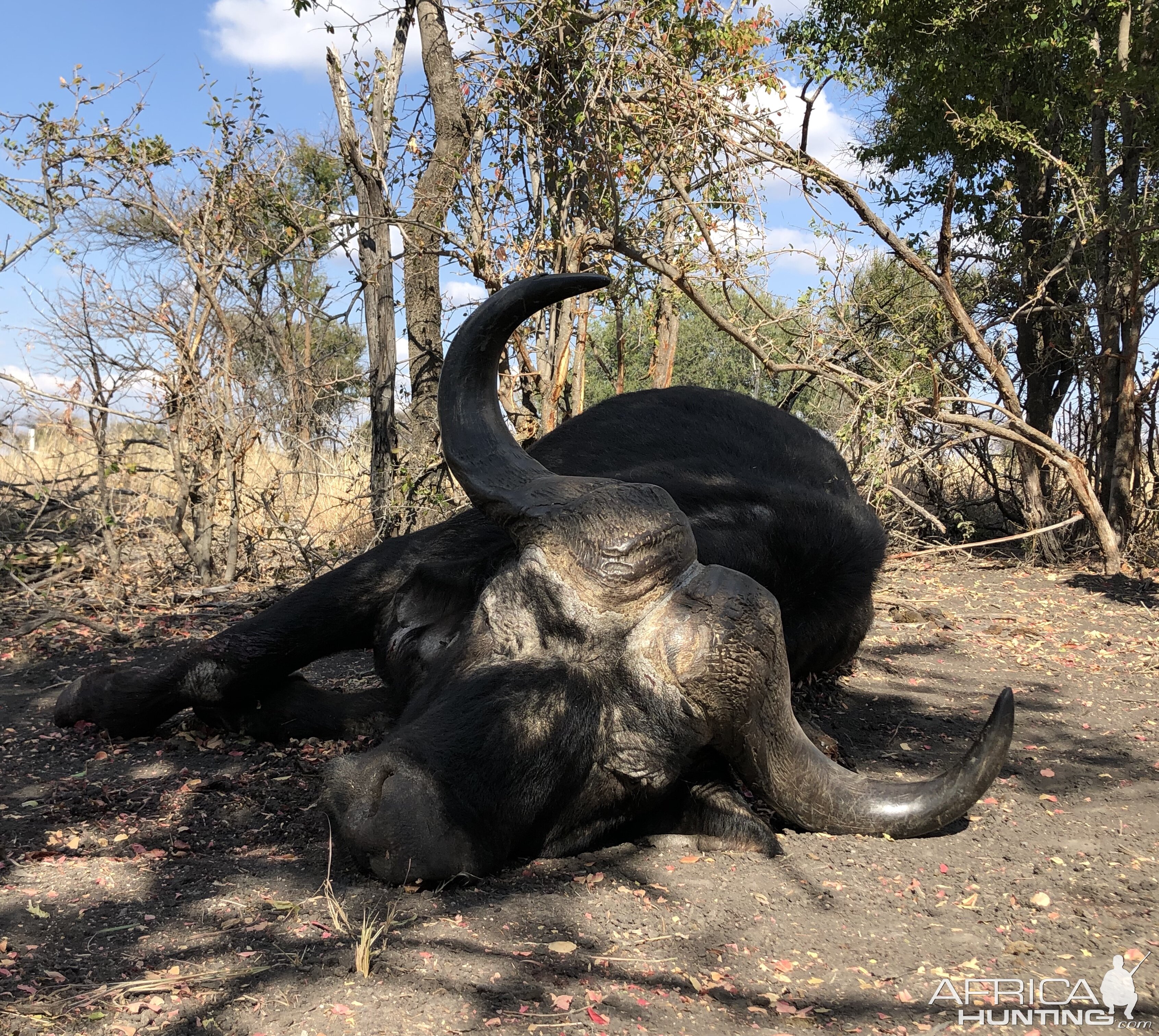 Buffalo Hunting South Africa