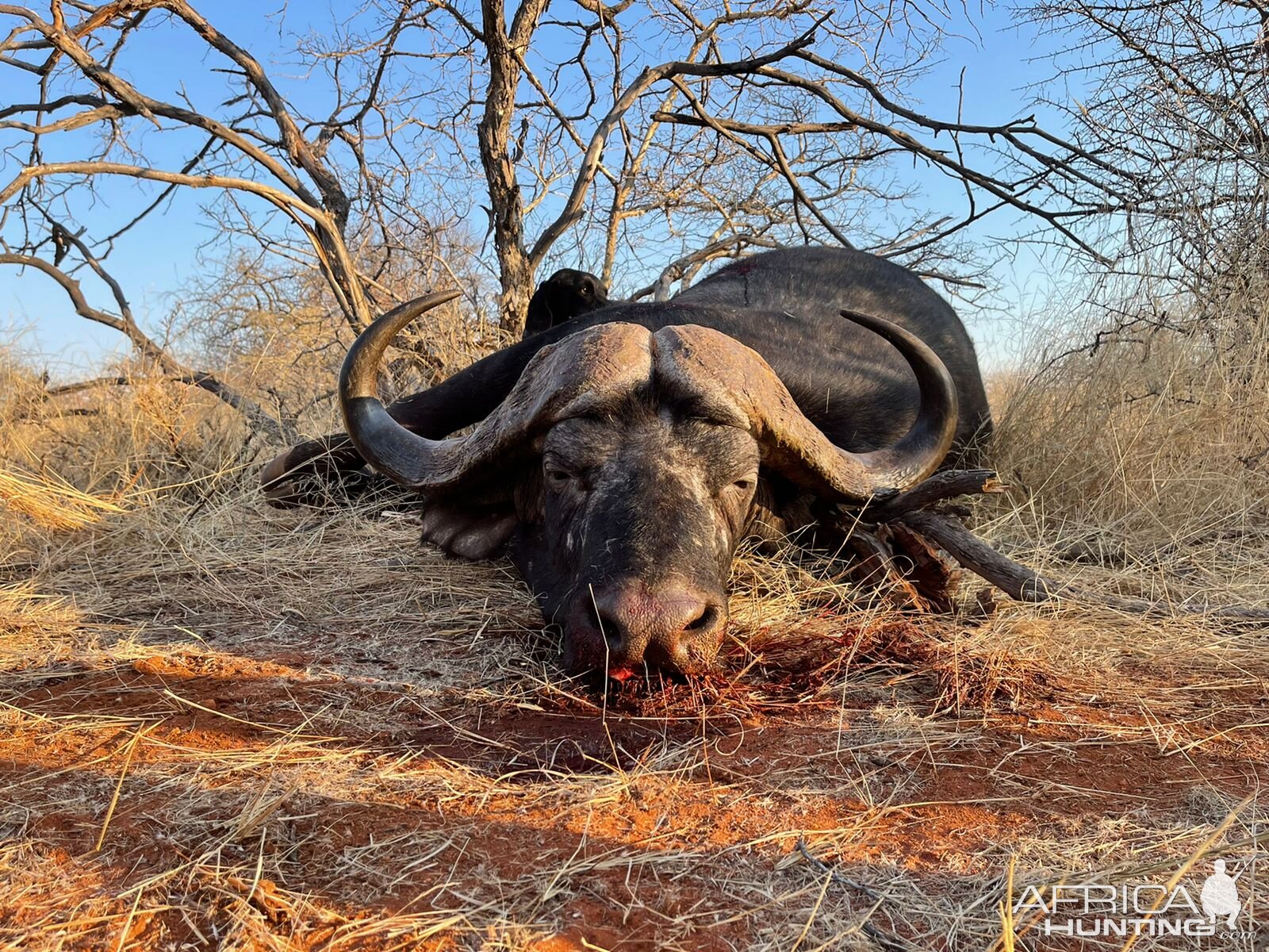 Buffalo Hunting South Africa