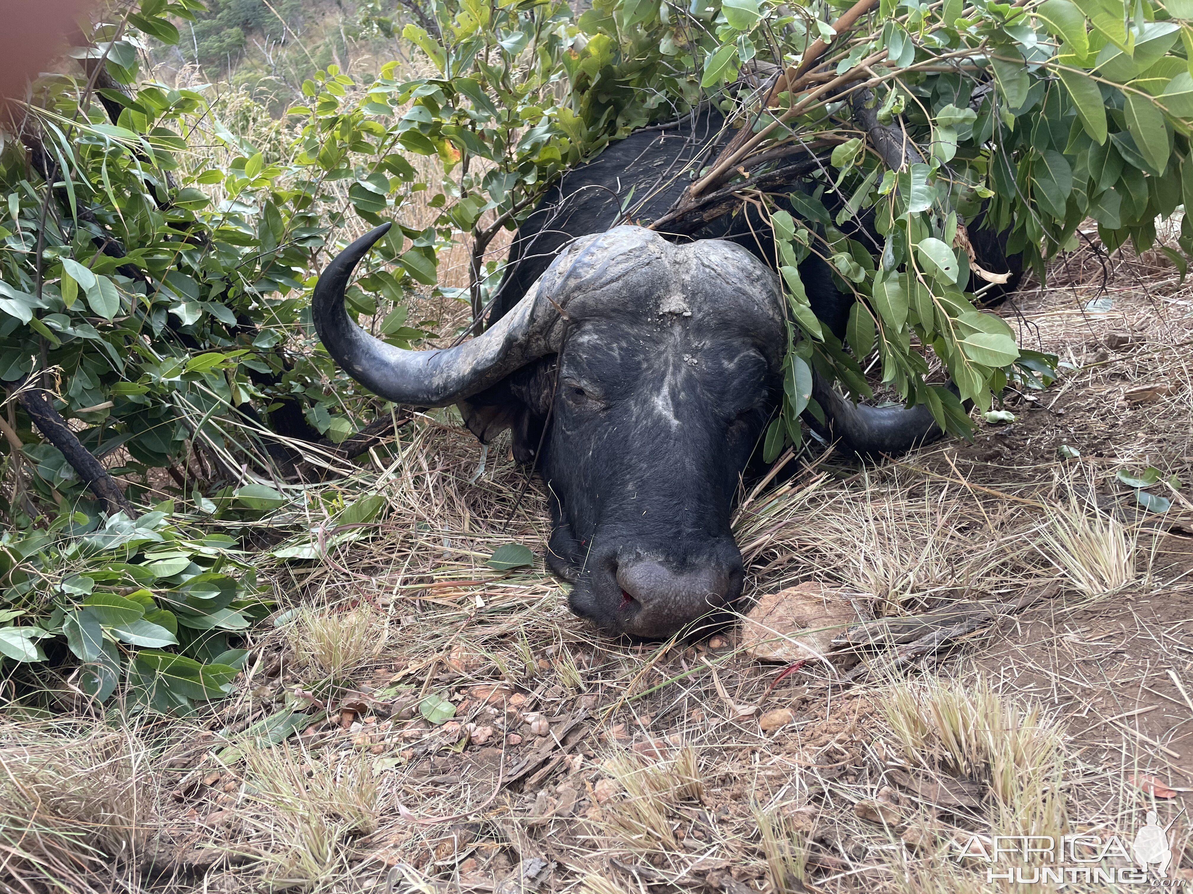 Buffalo Hunting South Africa