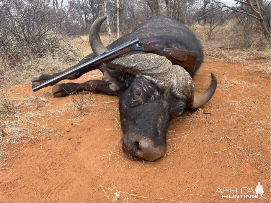 Buffalo Hunting South Africa