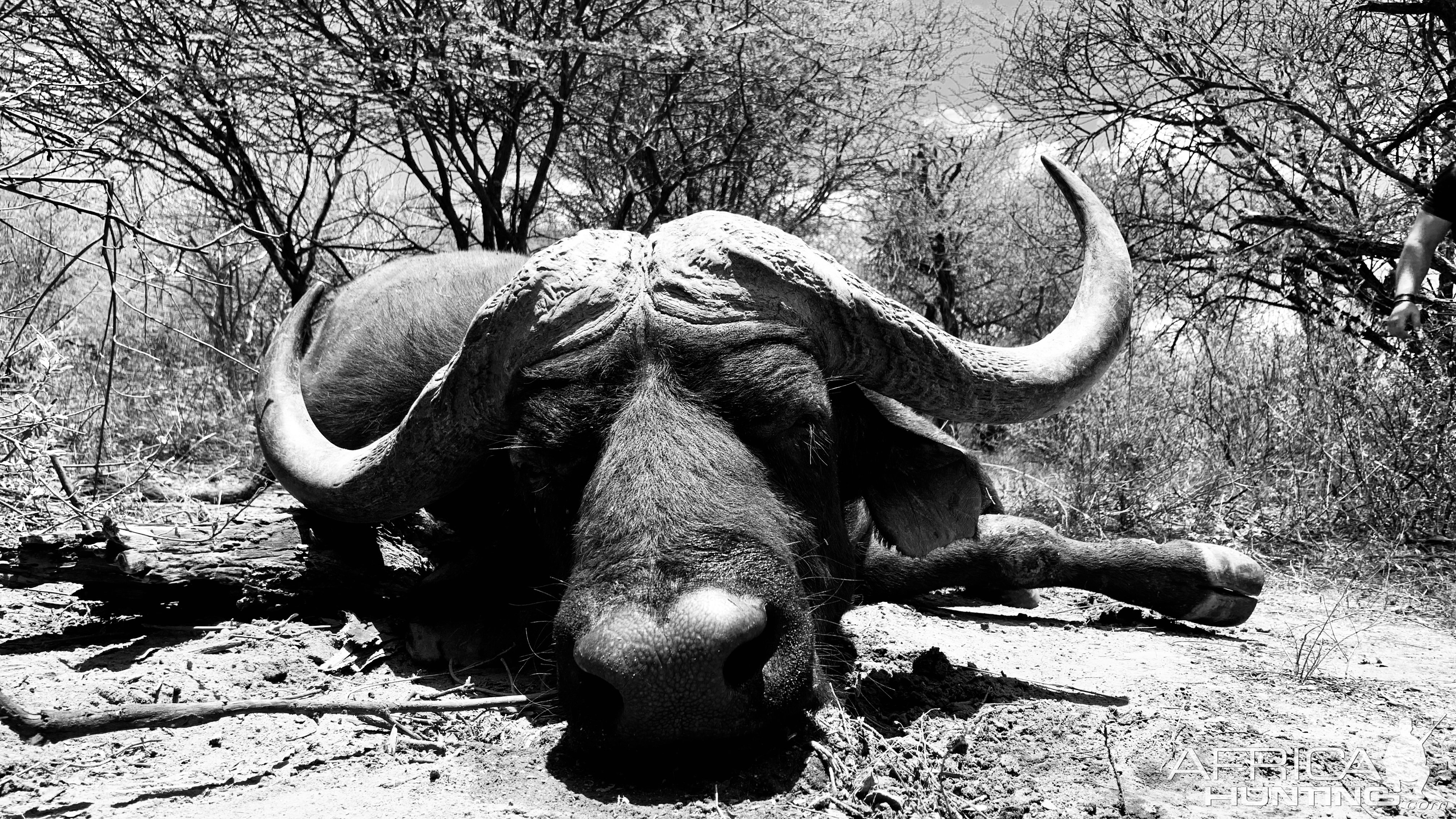 Buffalo Hunting South Africa