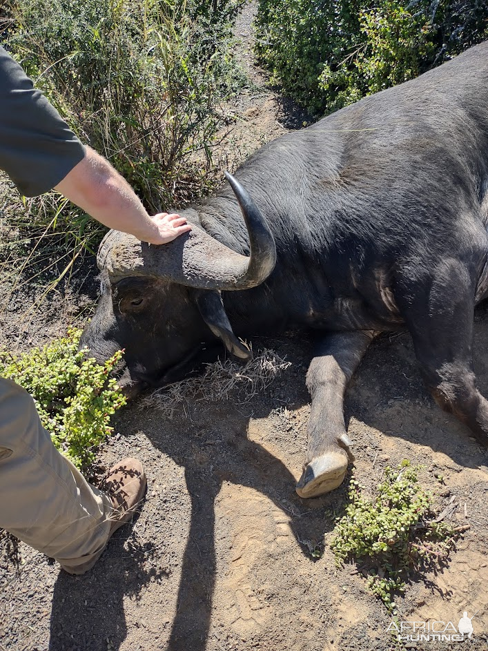 Buffalo Hunting South Africa