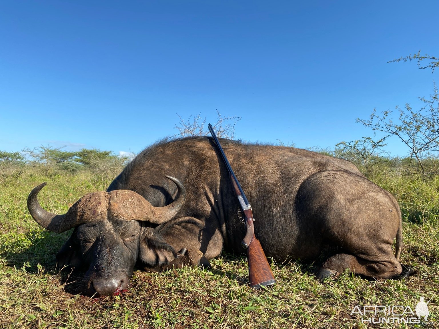 Buffalo Hunting South Africa