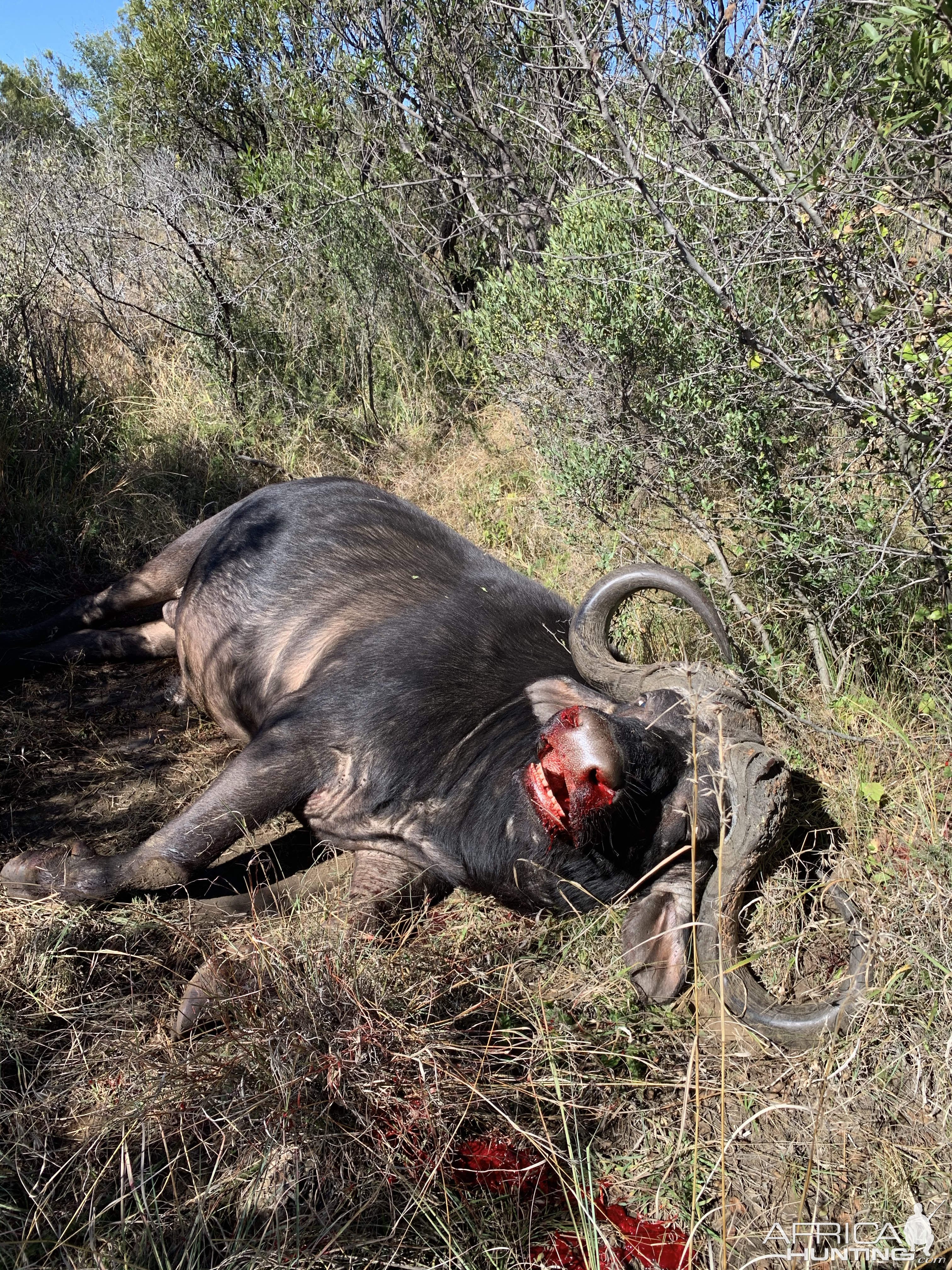 Buffalo Hunting South Africa