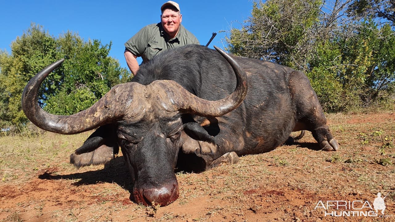 Buffalo Hunting South Africa