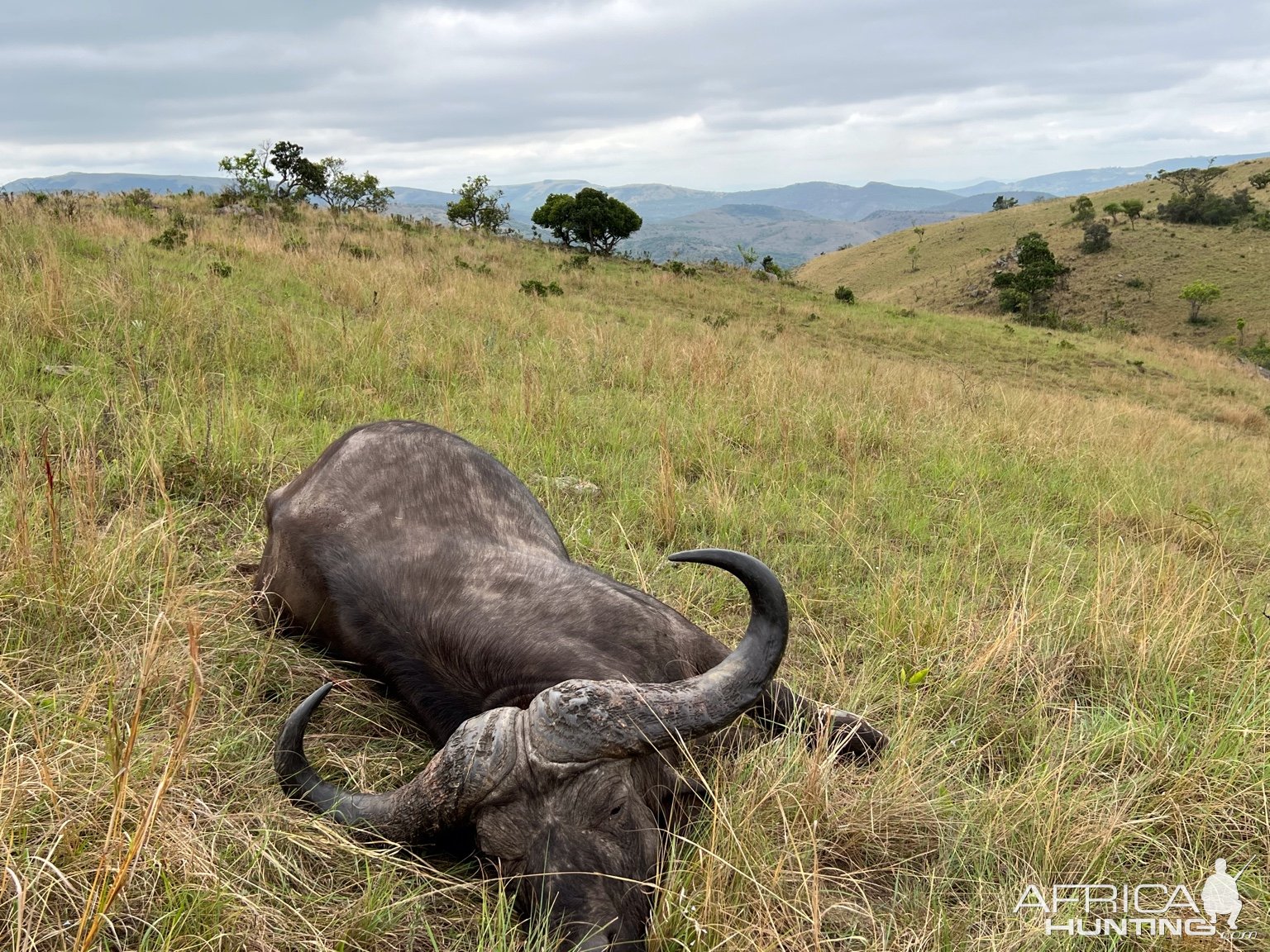 Buffalo Hunting South Africa