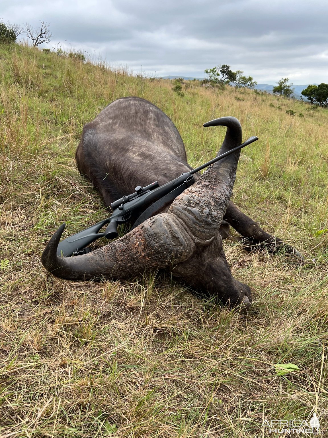 Buffalo Hunting South Africa