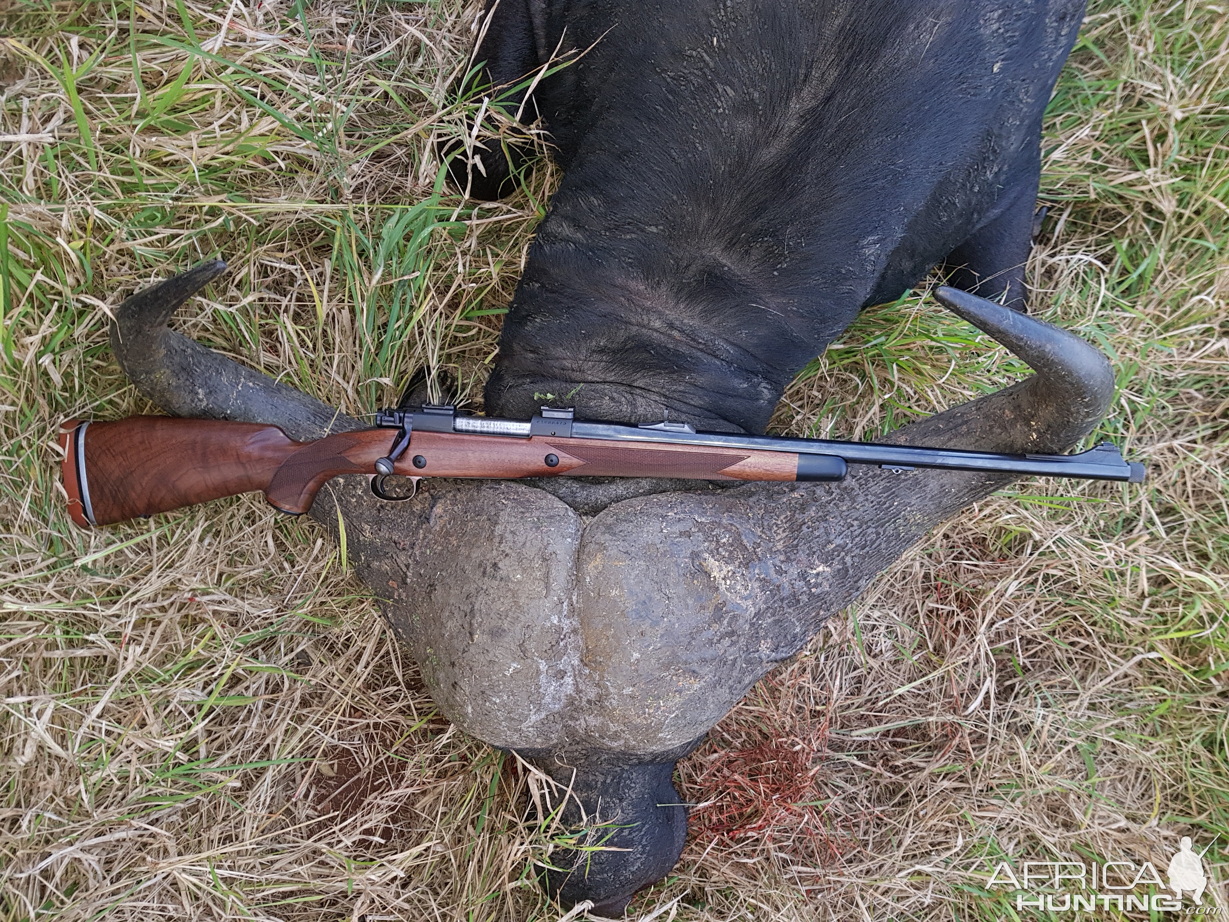 Buffalo Hunting South Africa