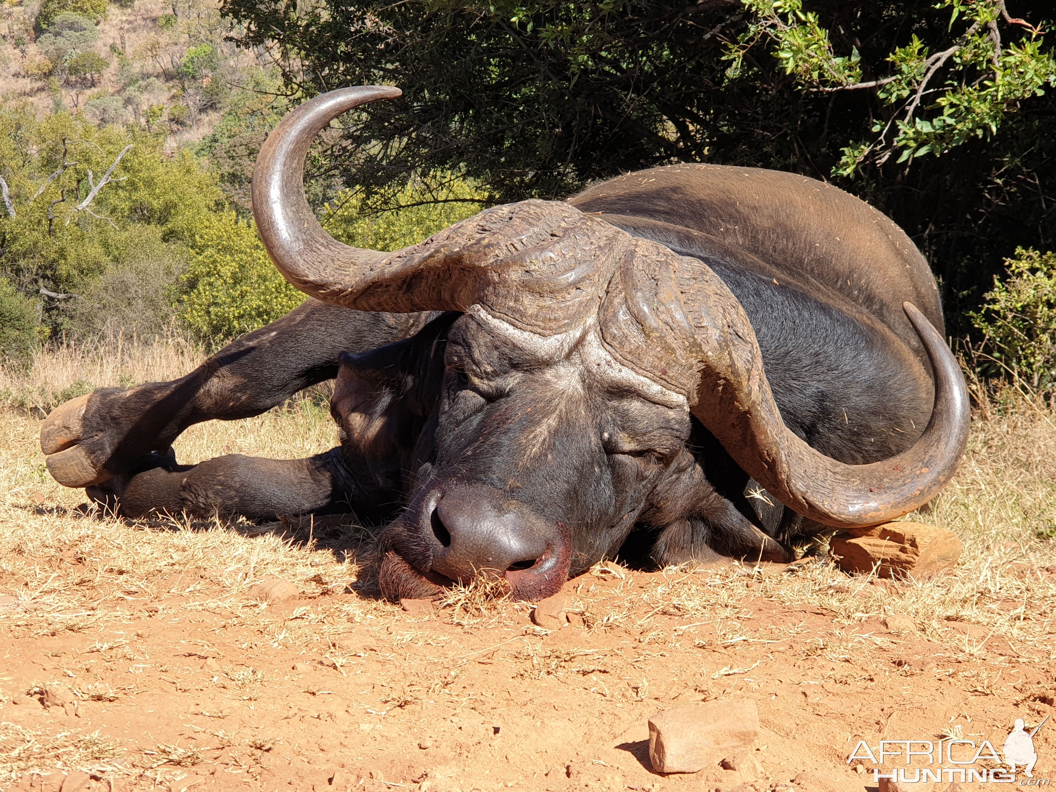 Buffalo Hunting South Africa