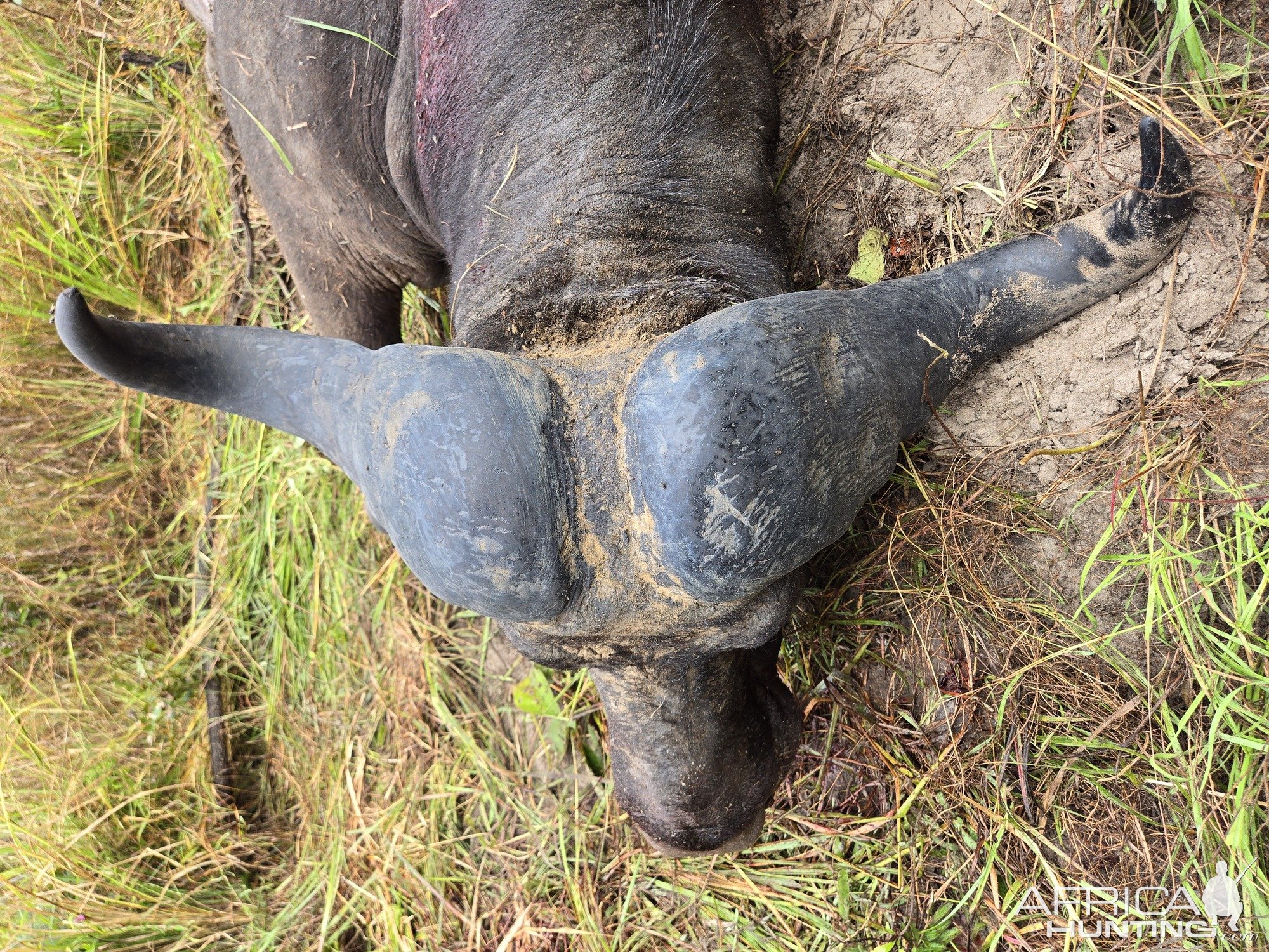 Buffalo Hunting Tanzania