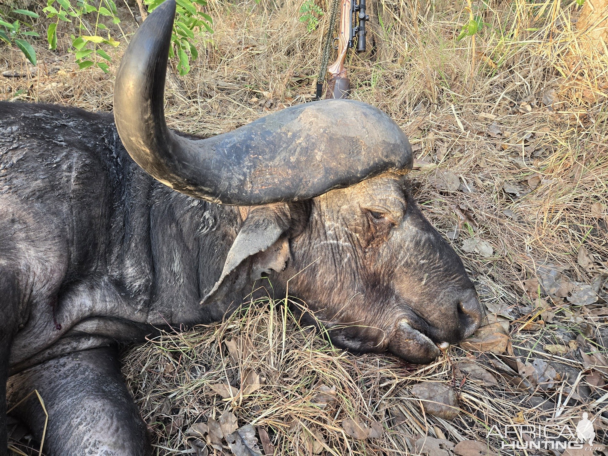 Buffalo Hunting Tanzania