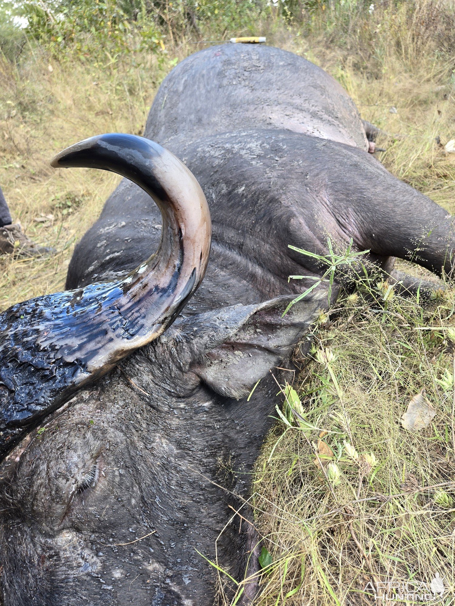 Buffalo Hunting Tanzania