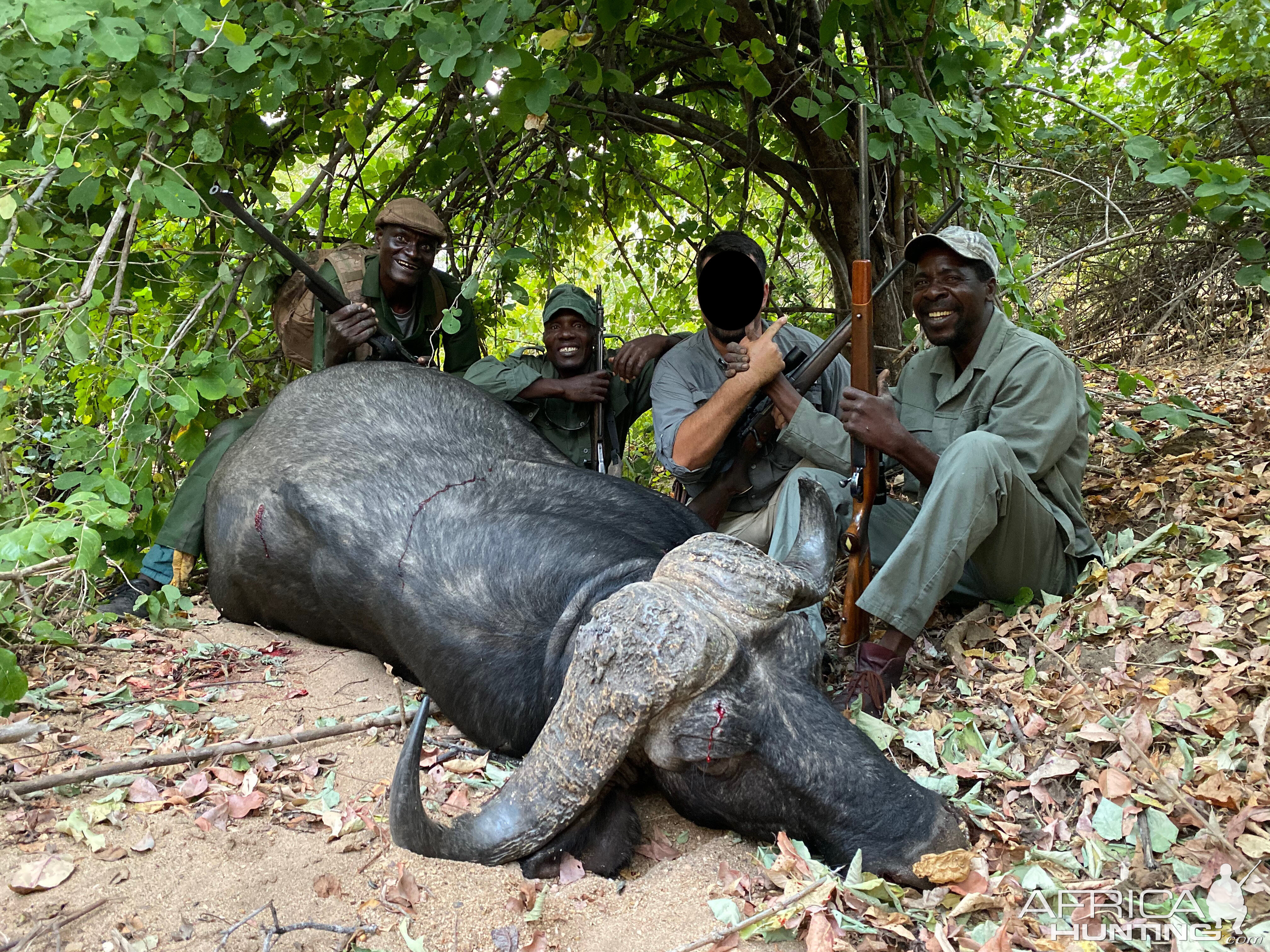 Buffalo Hunting Zimbabwe