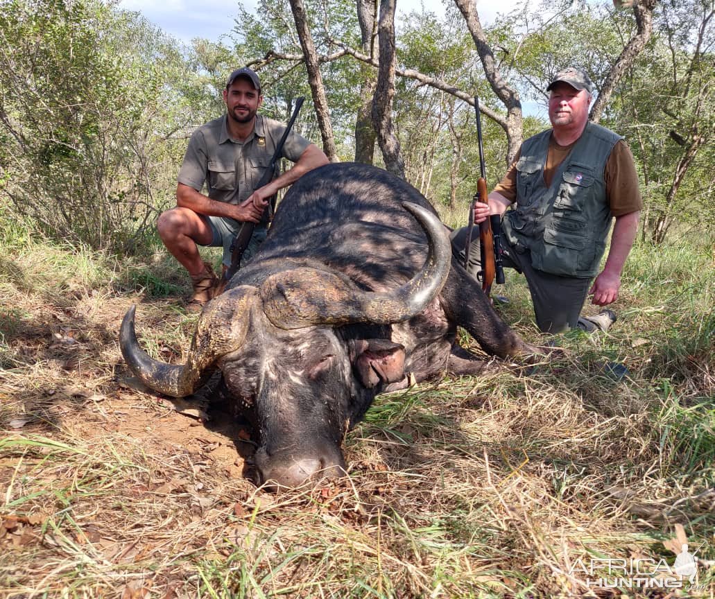 Buffalo Hunting Zimbabwe