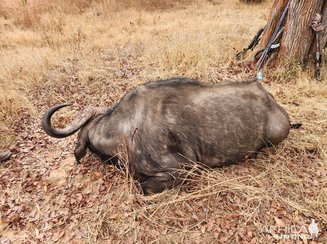 Buffalo Hunting Zimbabwe | AfricaHunting.com