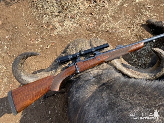 Buffalo Hunting Zimbabwe | AfricaHunting.com