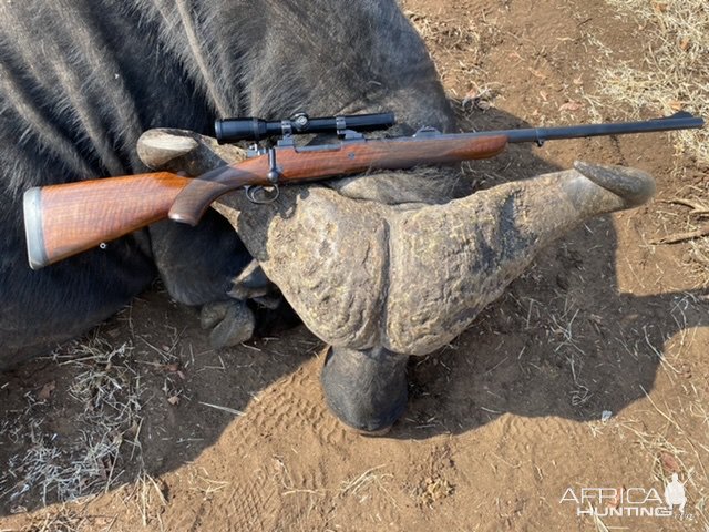 Buffalo Hunting Zimbabwe