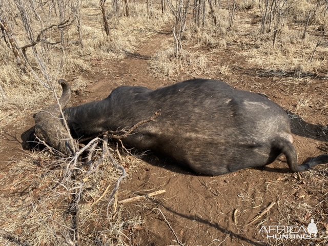 Buffalo Hunting Zimbabwe