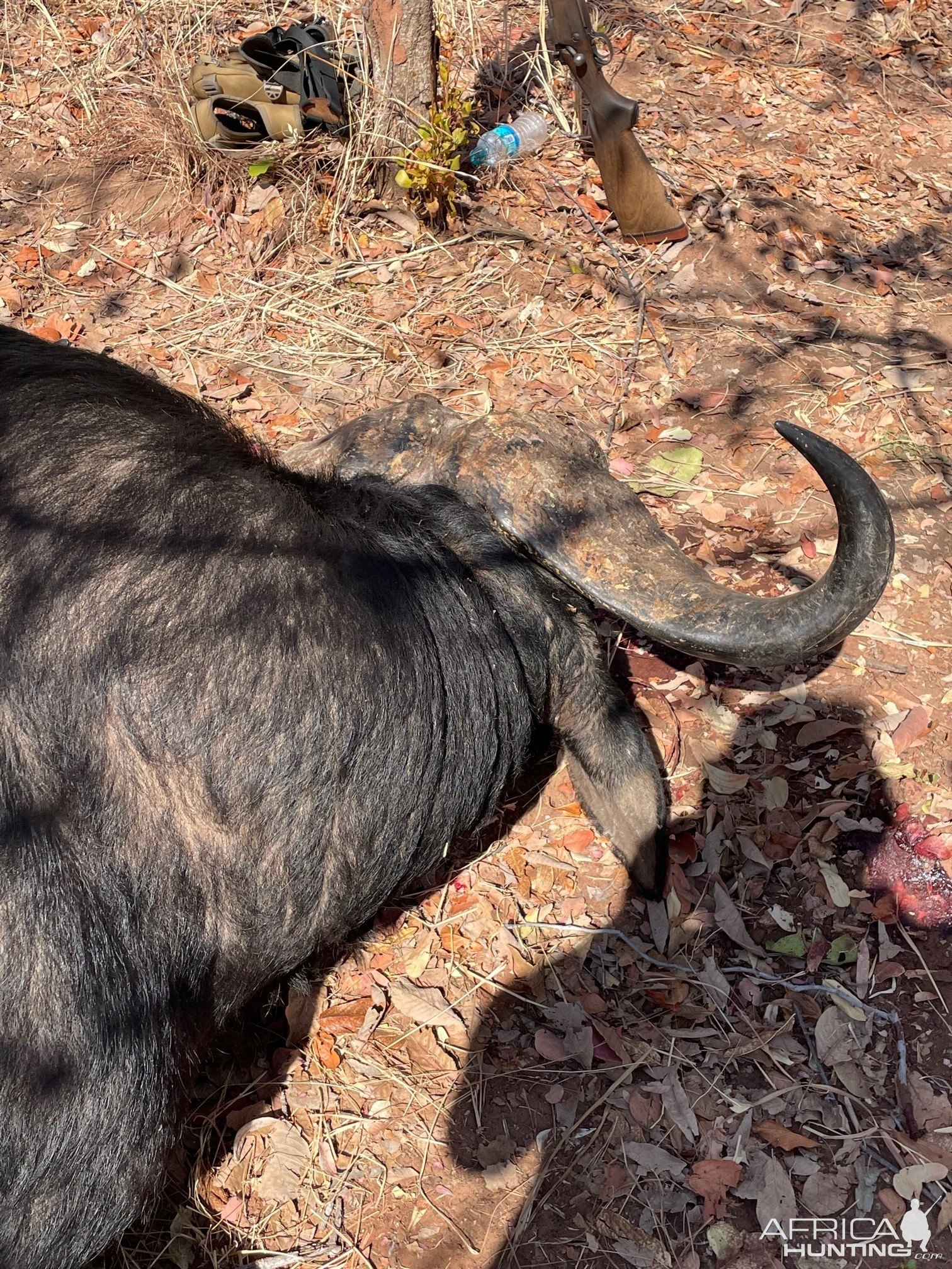 Buffalo Hunting Zimbabwe | AfricaHunting.com