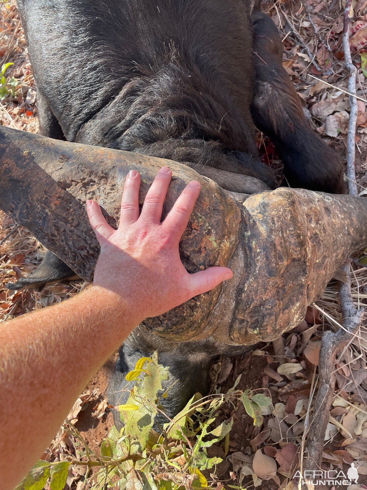 Buffalo Hunting Zimbabwe