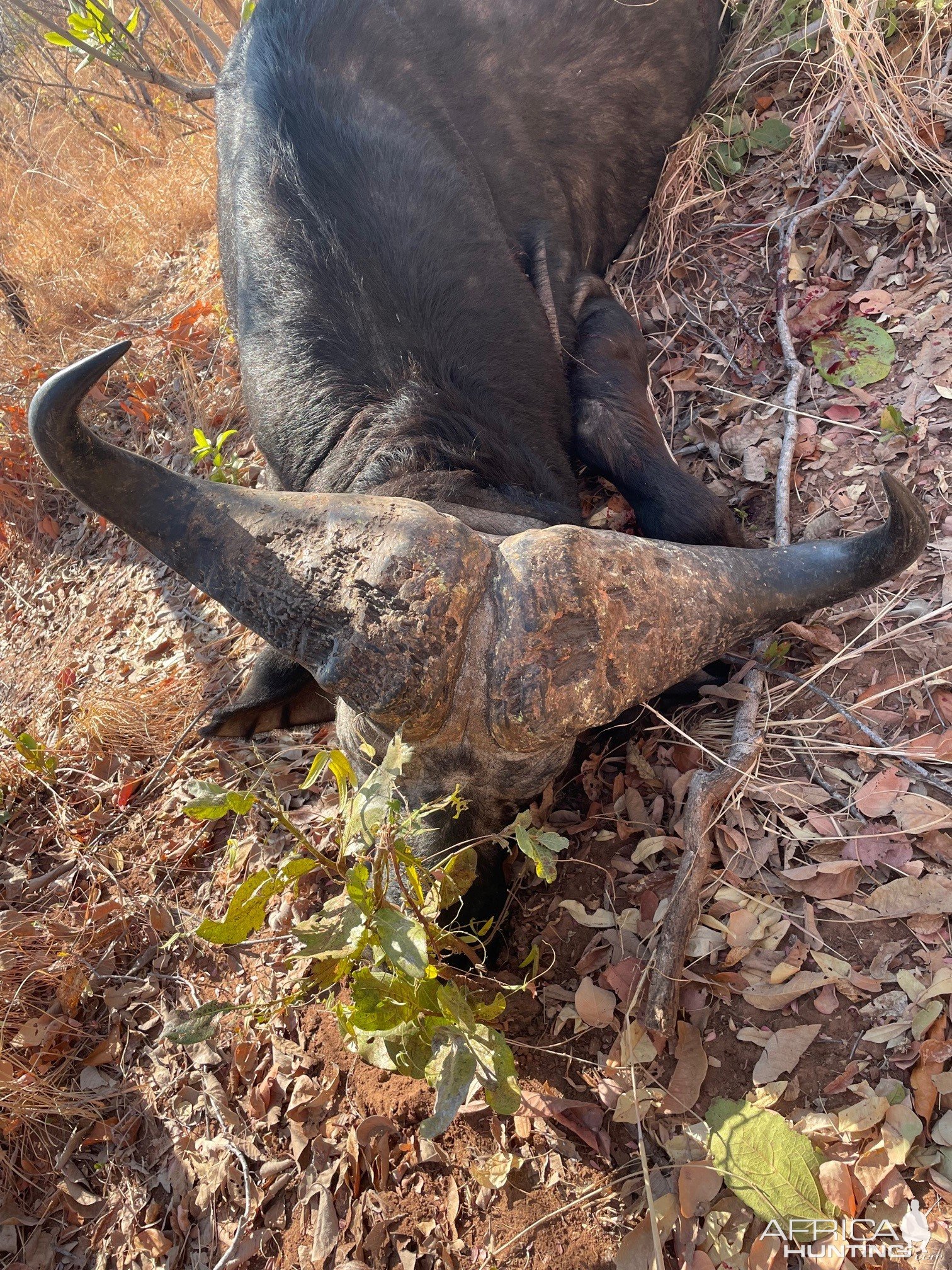 Buffalo Hunting Zimbabwe