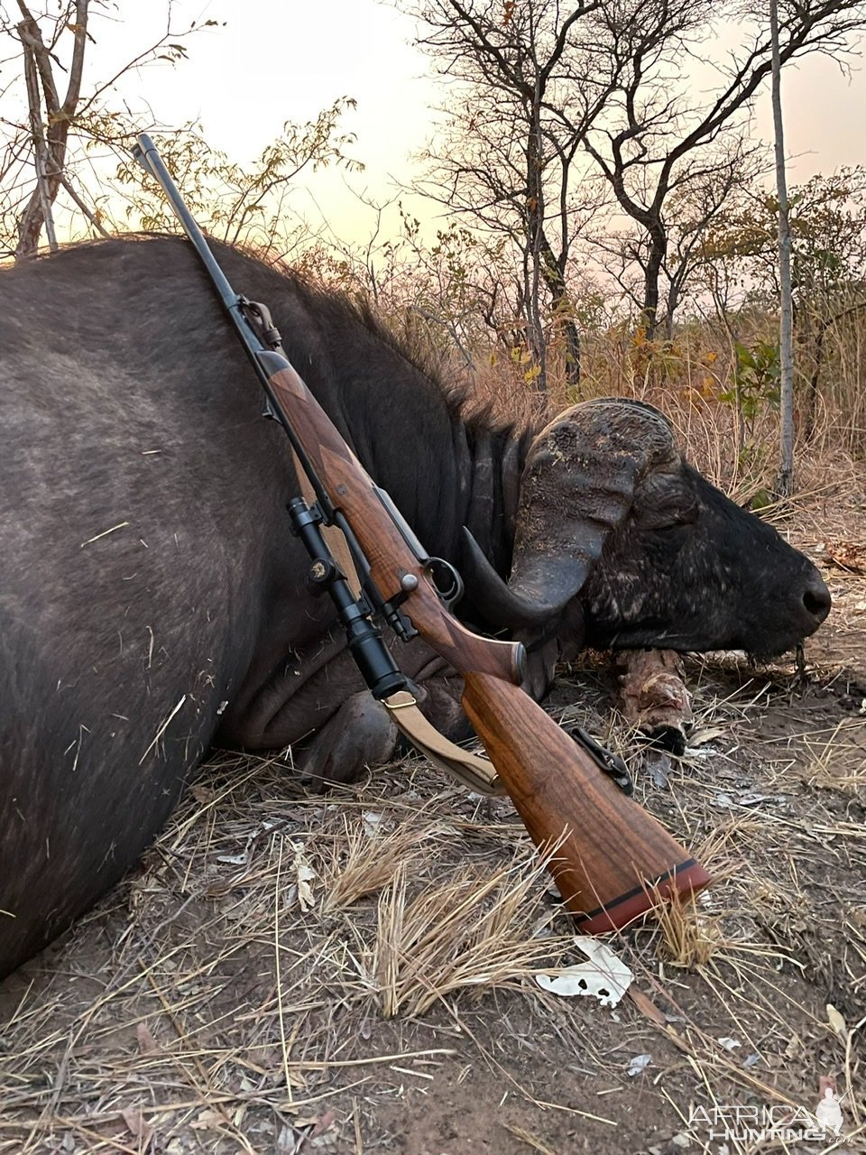 Buffalo Hunting Zimbabwe