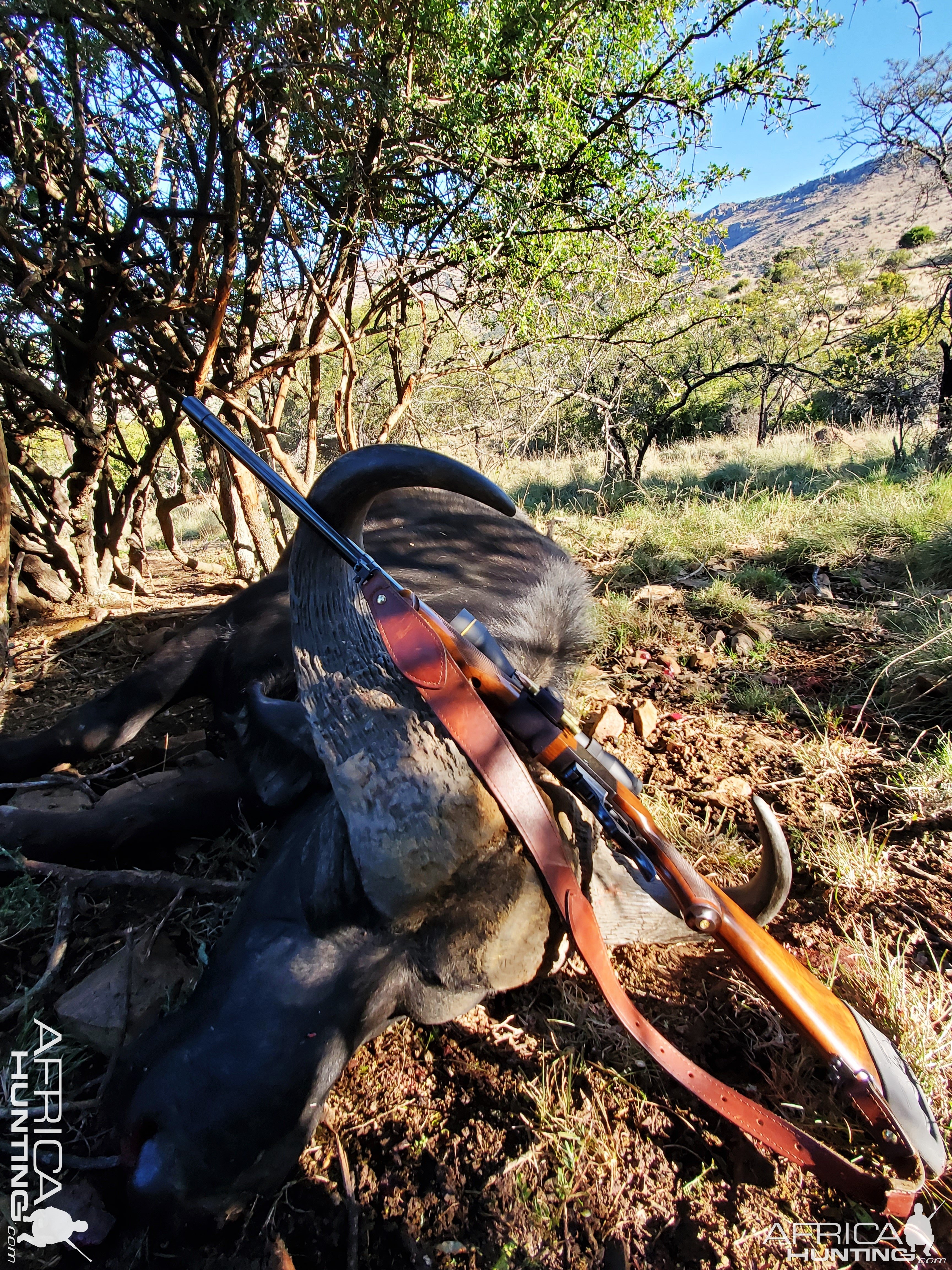 Buffalo Hunting