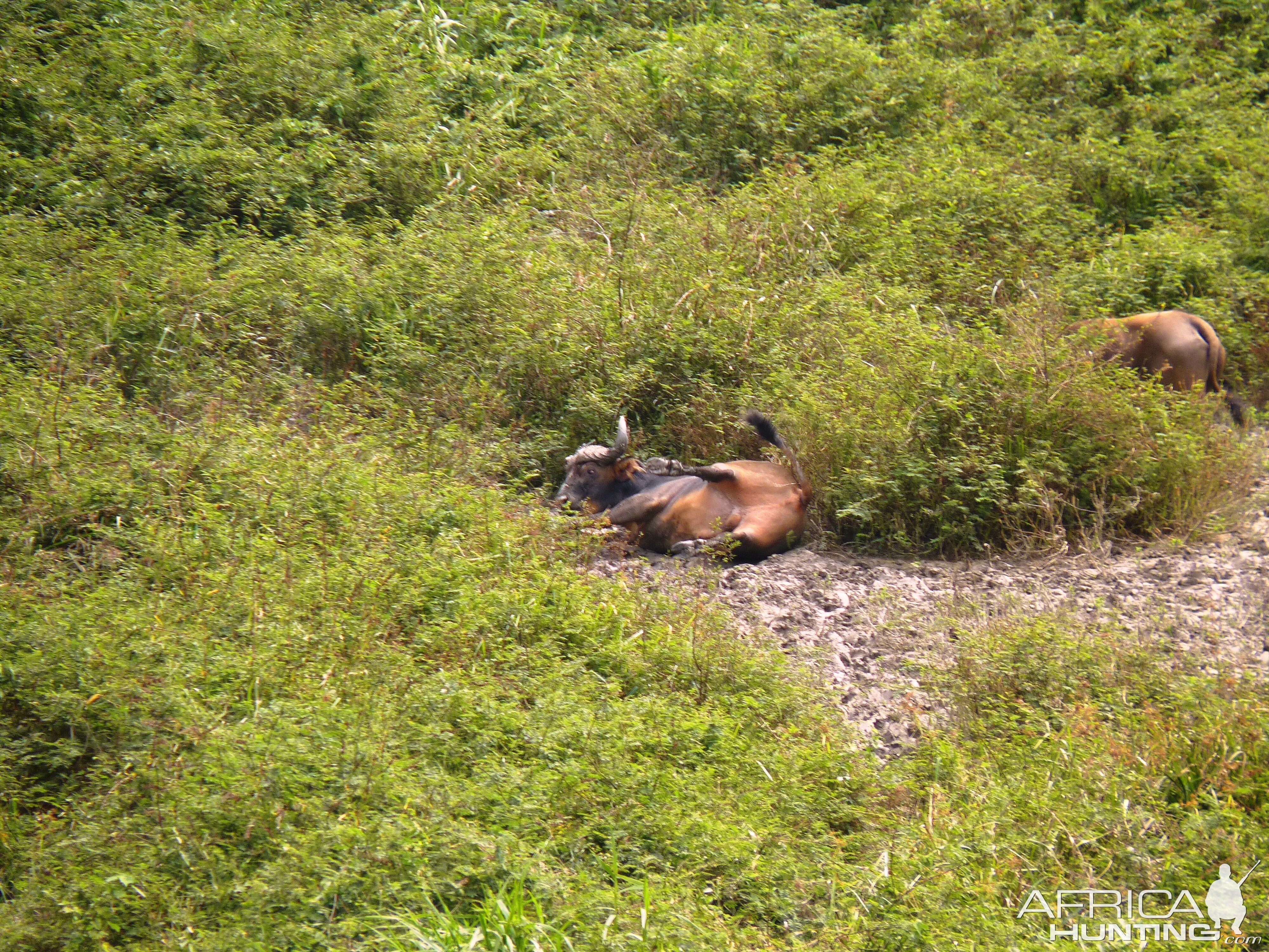 Buffalo in Central African Republic